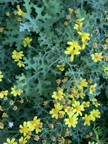 Cineraria lyratiformis Cron