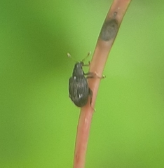 Orchestes pallicornis