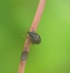 Orchestes pallicornis