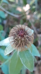 Centaurea pectinata