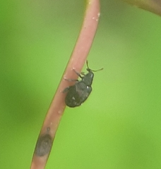 Orchestes pallicornis