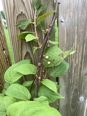 Actinidiaceae