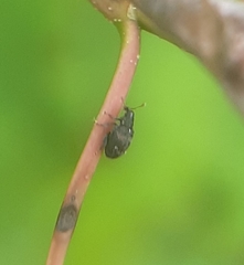 Orchestes pallicornis