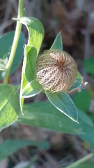 Centaurea pectinata