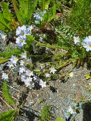 Polemonium pulcherrimum