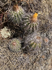 Parodia ayopayana