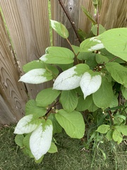 Actinidiaceae