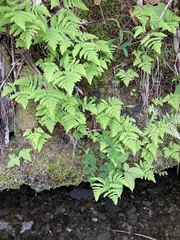 Gymnocarpium jessoense