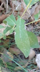 Centaurea pectinata