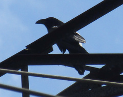 Corvus corax