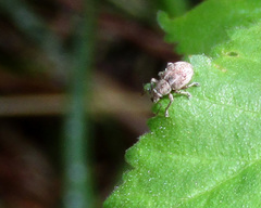 Strophosoma capitatum