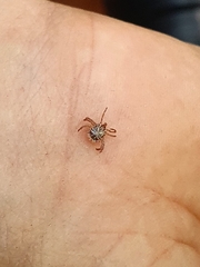 Amblyomma cajennense