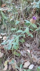 Centaurea pectinata