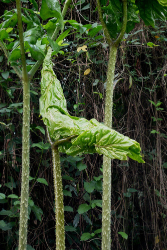 Anchomanes difformis