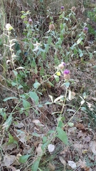 Centaurea pectinata