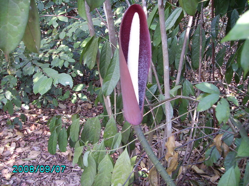 Anchomanes difformis