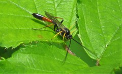 Limneriini