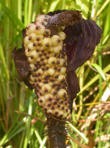 Anchomanes difformis