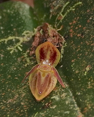 Pleurothallis matudana
