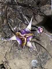 Calochortus fimbriatus
