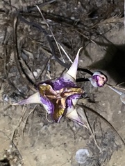 Calochortus fimbriatus