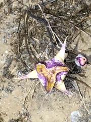 Calochortus fimbriatus