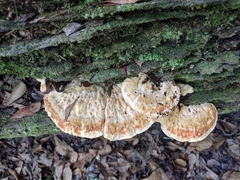 Piptoporellus soloniensis