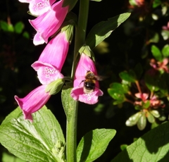 Bombus hortorum
