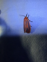 Hypoprepia miniata