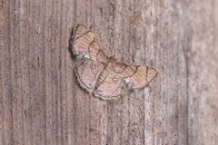 Hemipterodes divaricata