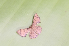 Hemipterodes divaricata