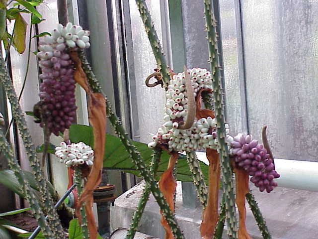 Anchomanes giganteus