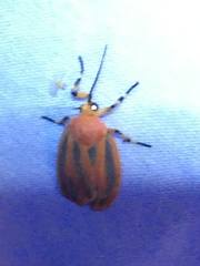 Hypoprepia miniata