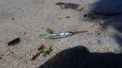 Gaidropsaridae