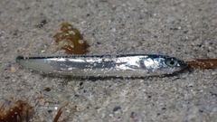 Gaidropsaridae