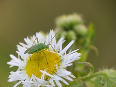 Calocoris