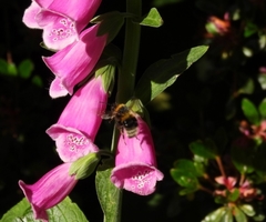 Bombus hortorum