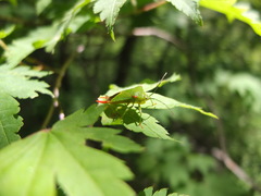 Acanthosoma labiduroides