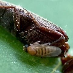 Apocephalus