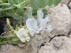 Astragalus megacarpus