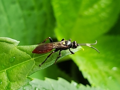 Ichneumon annulatorius