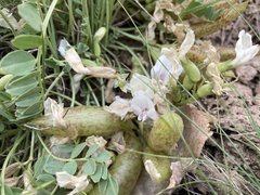 Astragalus megacarpus