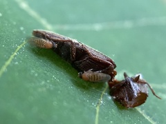 Apocephalus