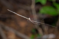 Ariamnes longissimus