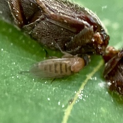 Apocephalus