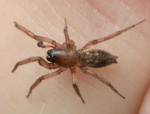 Haplodrassus