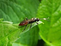 Ichneumon annulatorius