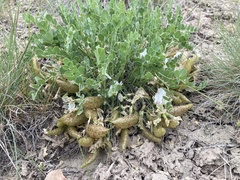 Astragalus megacarpus