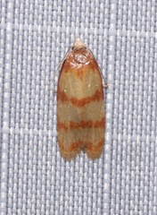 Sparganothis lindalinea