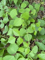 Phaseolus polystachios